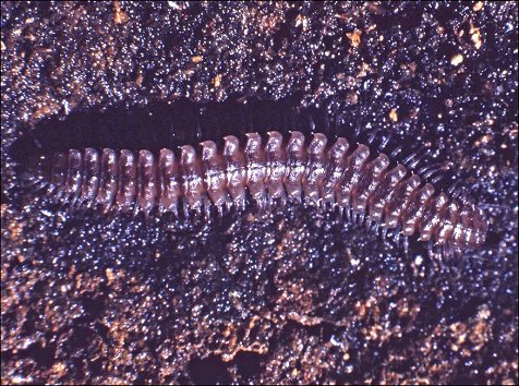 Polymicrodon 1