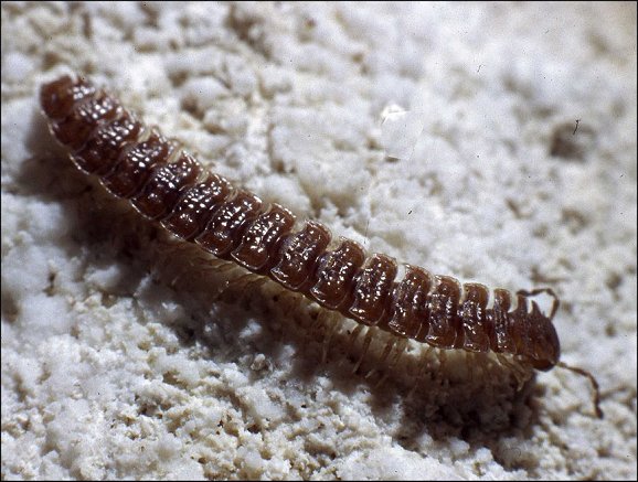 Polymicrodon 2