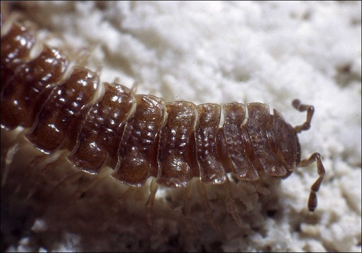 Polymicrodon 3