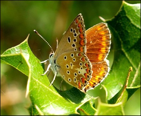 Polyommatus escheri 1