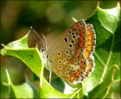 Polyommatus escheri 2
