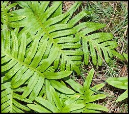 Polypode