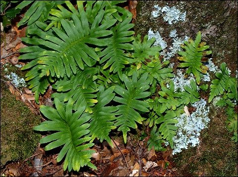 Polypodium cambricum 1
