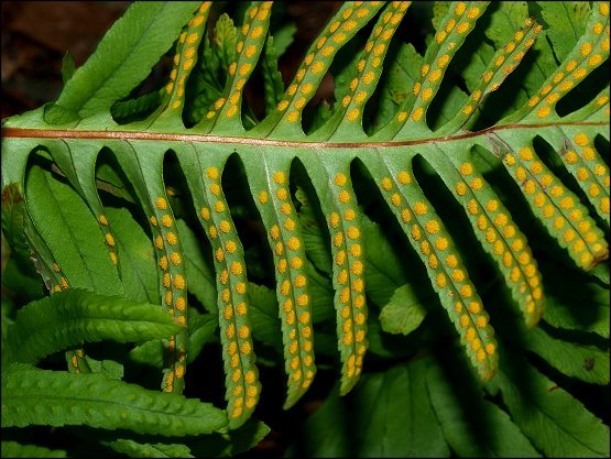 Polypodium cambricum 10