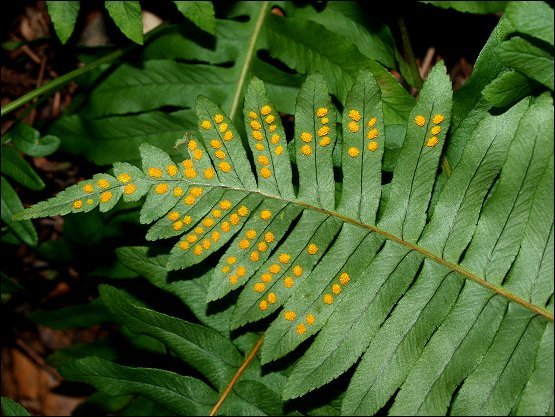 Polypodium cambricum 11