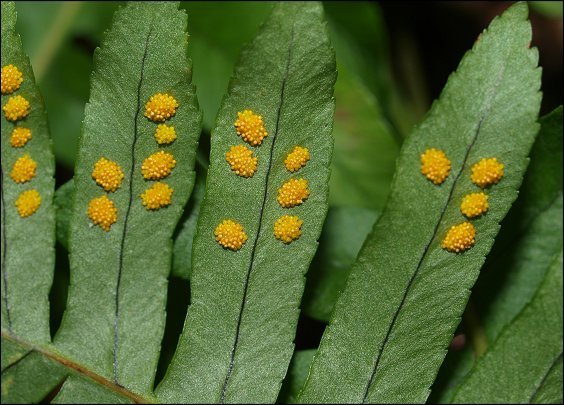 Polypodium cambricum 12