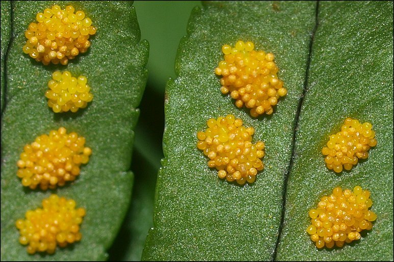 Polypodium cambricum 13