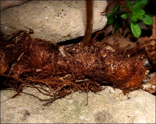 Polypodium cambricum 15