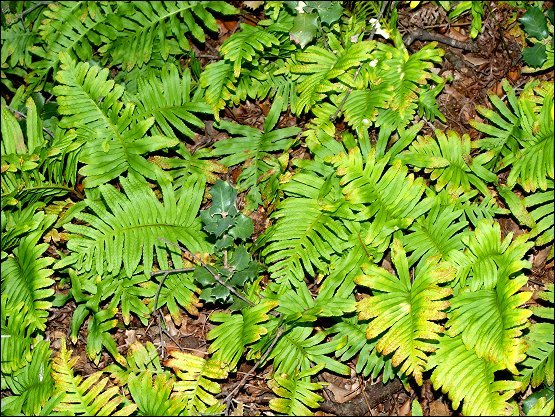 Polypodium campbricum 2