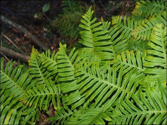 Polypodium cambricum 3