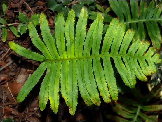 Polypodium cambricum 4