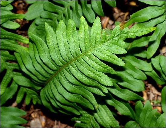 Polypodium cambricum 5