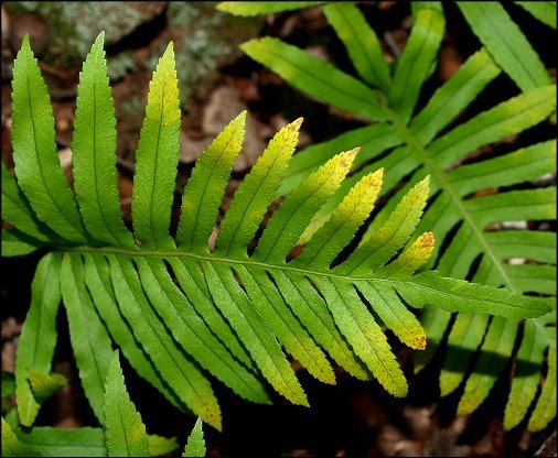 Polypodium cambricum 6