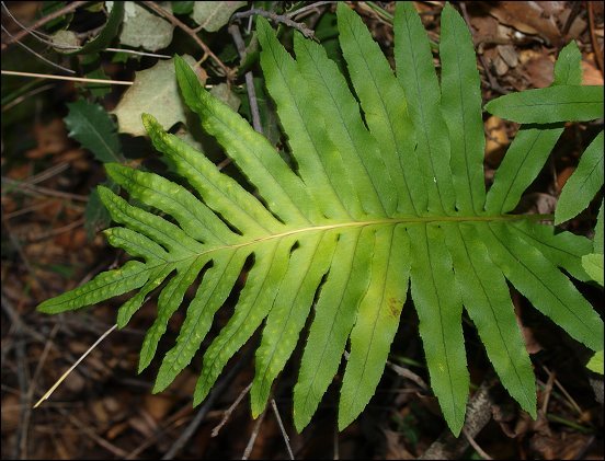 Polypodium cambricum 7