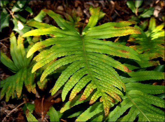 Polypodium cambricum 8