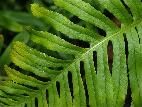 Polypodium cambricum 9