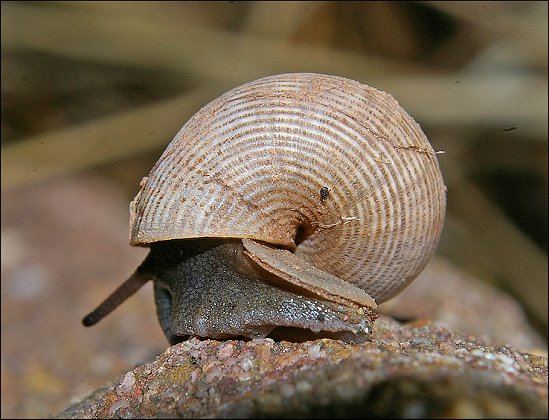 Pomatias 7