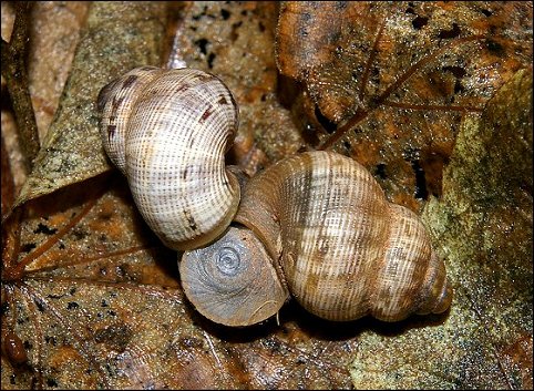 Pomatias elegans 11