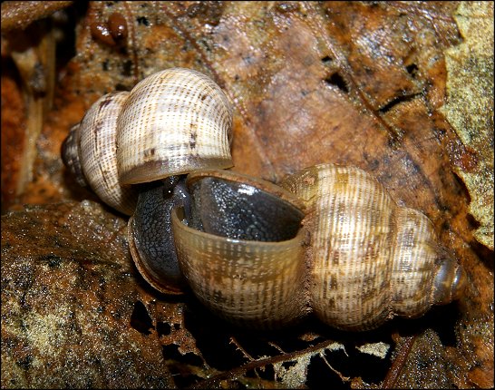 Pomatias elegans 12