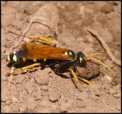 Pompile lacerticide