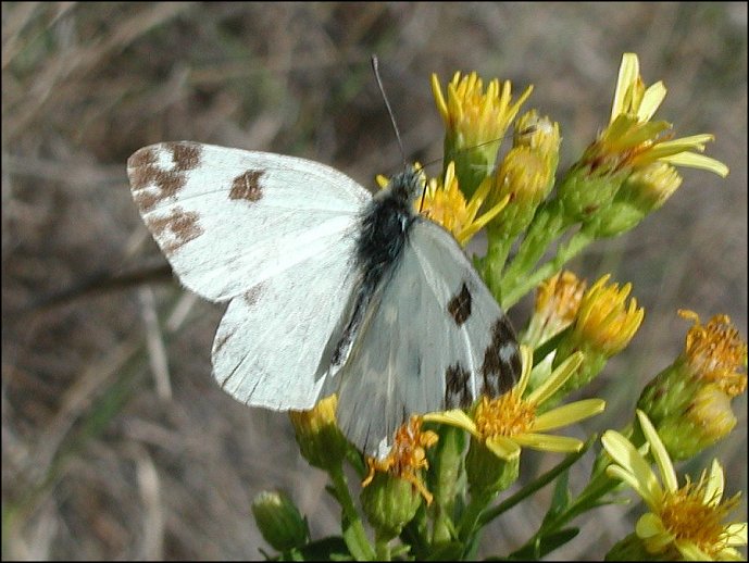 Pontia 1