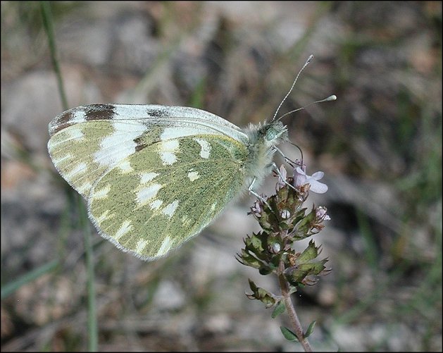 Pontia 11