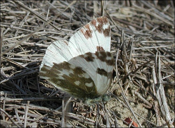 Pontia 2