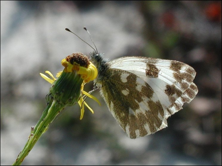 Pontia 3