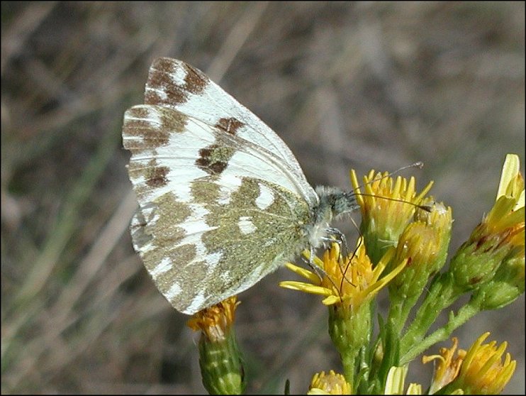 Pontia 4