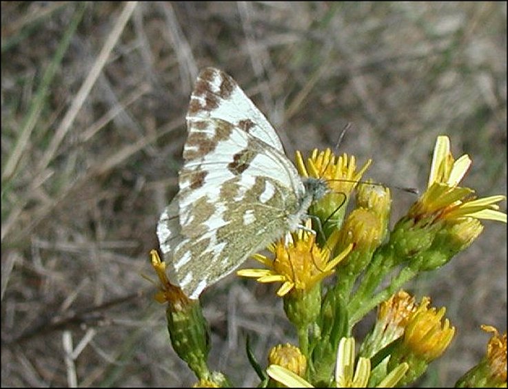 Pontia 5