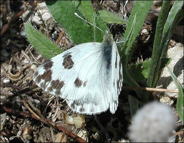 Pontia 6