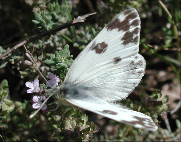Pontia 7