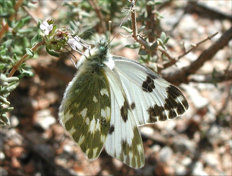 Pontia 8