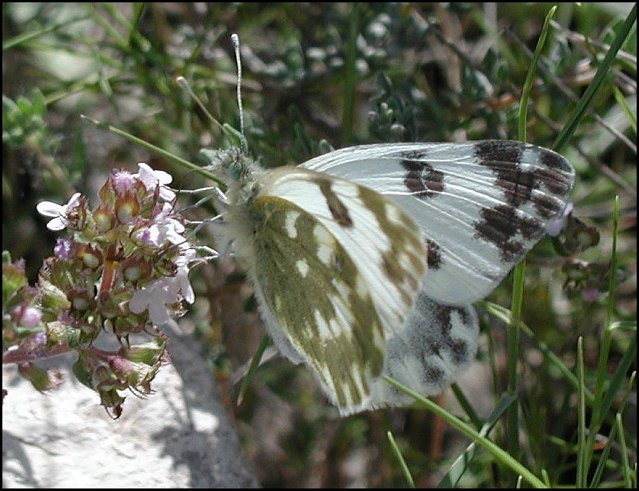 Pontia 9