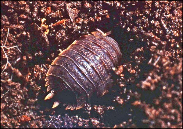 Porcellio dilat. 1