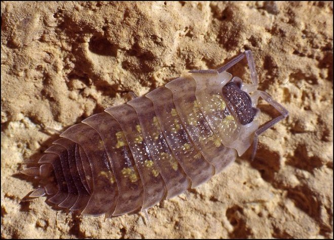 Porcellio spin. 1