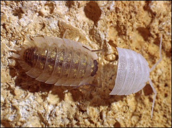 Porcellio spin. 2