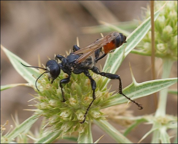 Prionyx kirbii 1