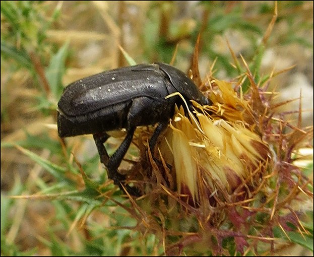 Protaecia morio 10