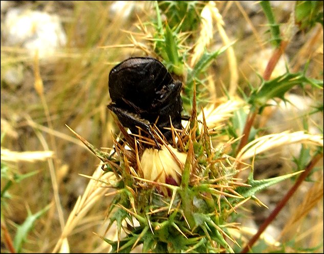 Protaecia morio 11