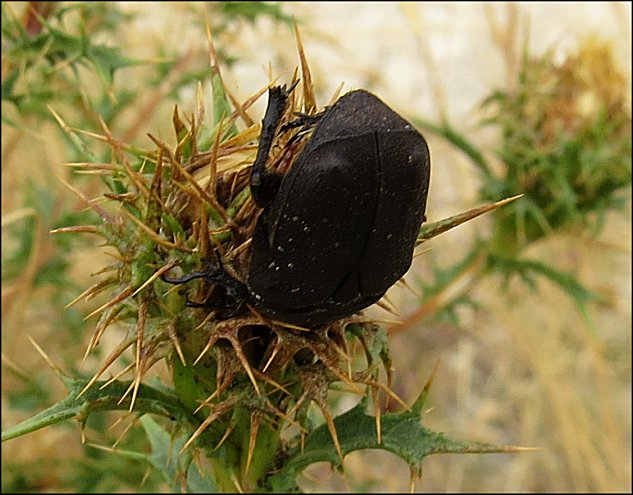 Protaecia morio 12