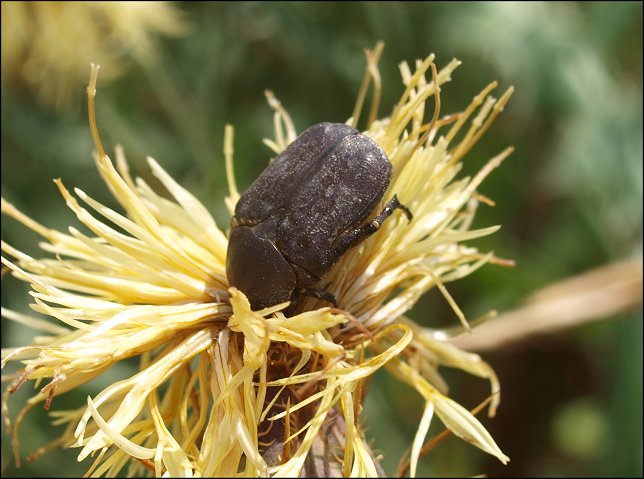 Protaecia morio 7