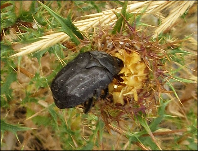 Protaecia morio 9