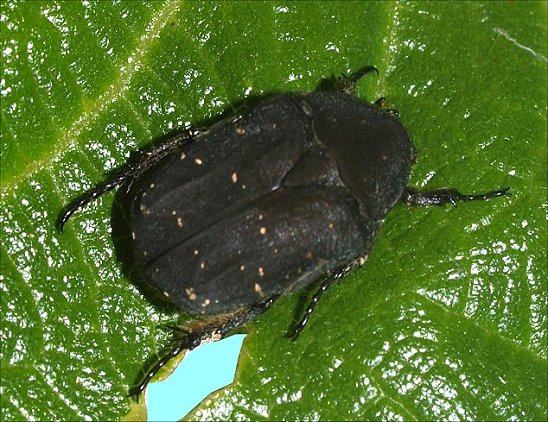 Protaetia morio 1