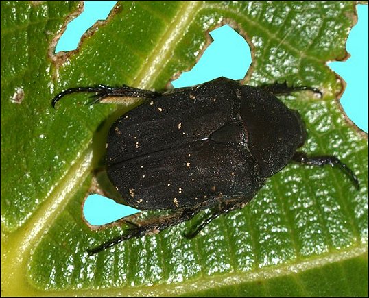 Protaetia morio 2