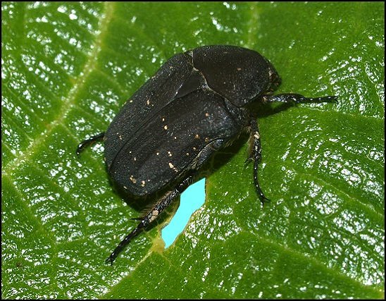 Protaetia morio 3