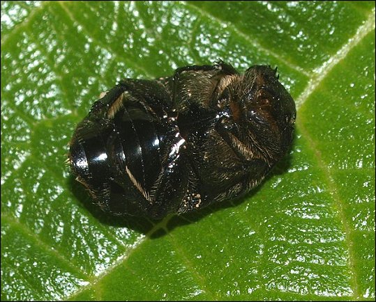 Protaetia morio 4