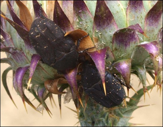 Protaetia morio 5