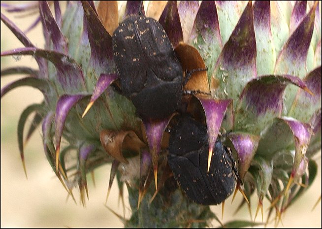 Protaetia morio 6