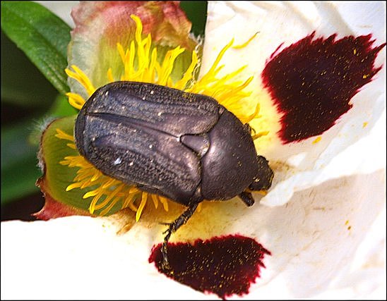 Protaetia opaca 2